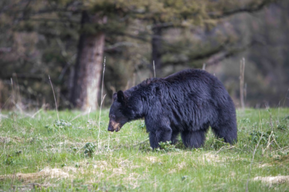 Black Bear in Yellowstone
44°57'29.382" N 
110°32'28.656" W